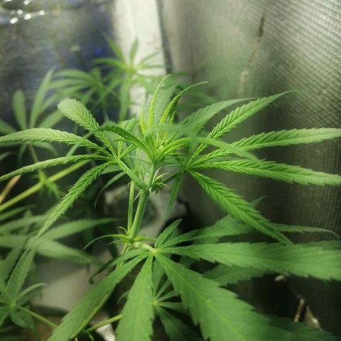 Colombia Punto Rojo growlog timeline photo