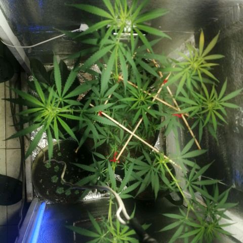 Colombia Punto Rojo growlog timeline photo