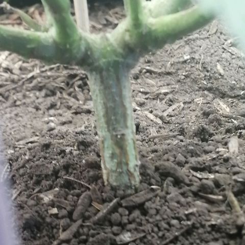 Colombia Punto Rojo growlog timeline photo