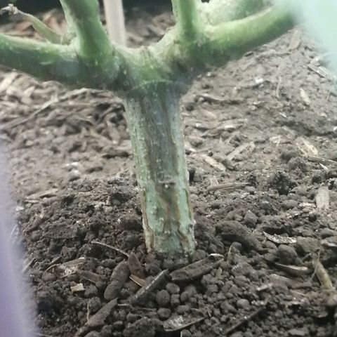 Colombia Punto Rojo growlog timeline photo
