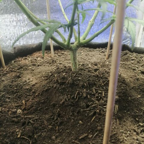 Colombia Punto Rojo growlog timeline photo