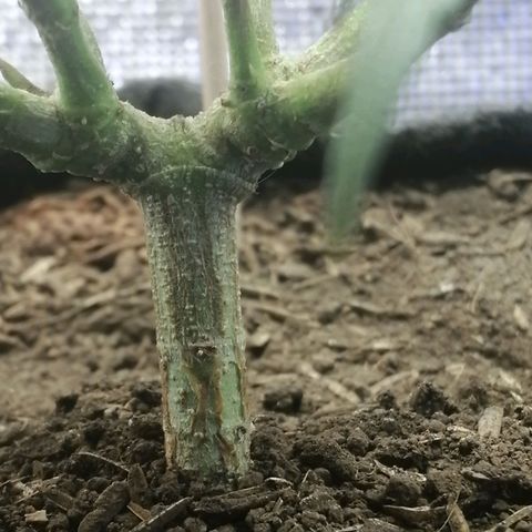Colombia Punto Rojo growlog timeline photo