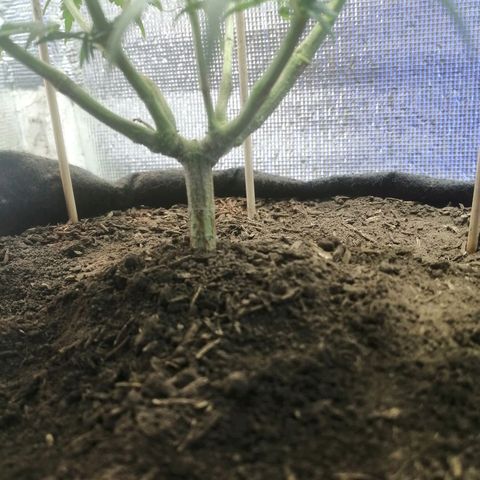 Colombia Punto Rojo growlog timeline photo