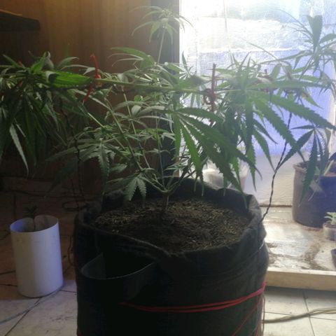 Colombia Punto Rojo growlog timeline photo