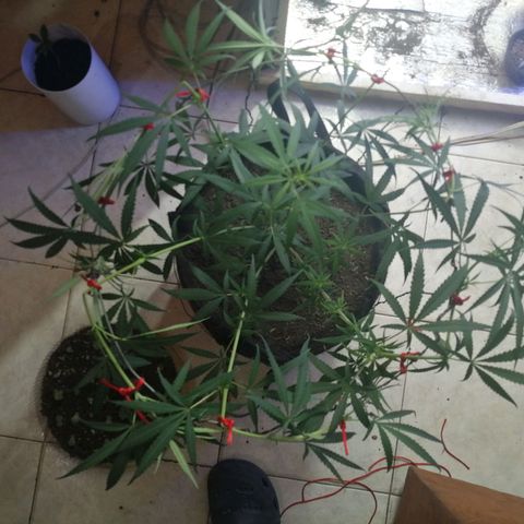 Colombia Punto Rojo growlog timeline photo