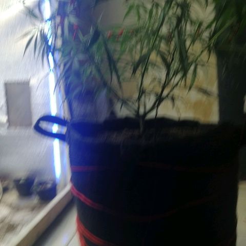 Colombia Punto Rojo growlog timeline photo