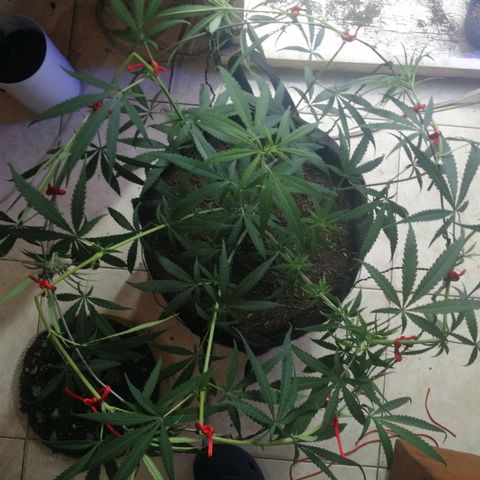 Colombia Punto Rojo growlog timeline photo