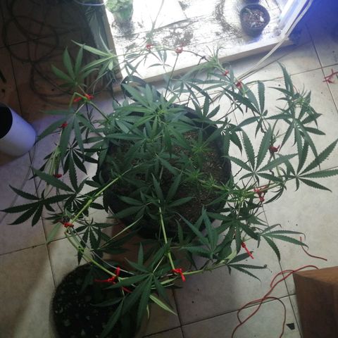 Colombia Punto Rojo growlog timeline photo
