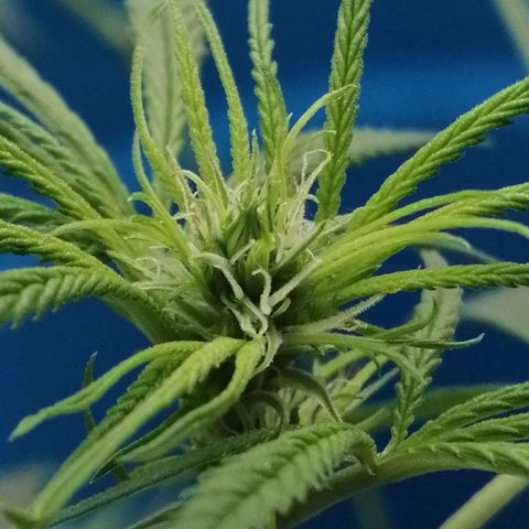 Colombia Punto Rojo growlog timeline photo