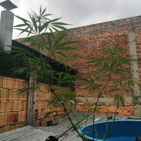 Colombia Punto Rojo growlog timeline photo