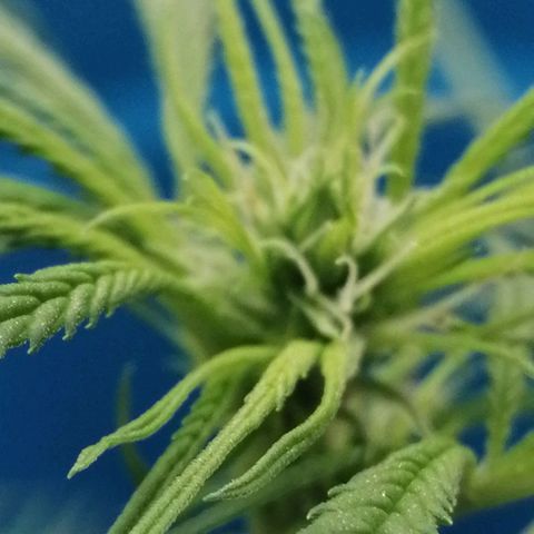 Colombia Punto Rojo growlog timeline photo