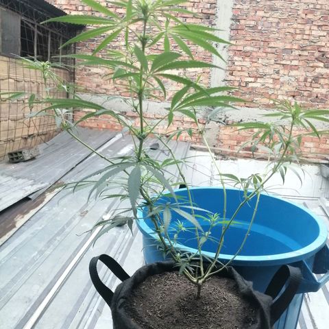 Colombia Punto Rojo growlog timeline photo
