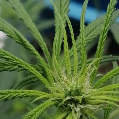 Colombia Punto Rojo growlog timeline photo