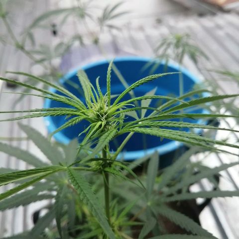 Colombia Punto Rojo growlog timeline photo