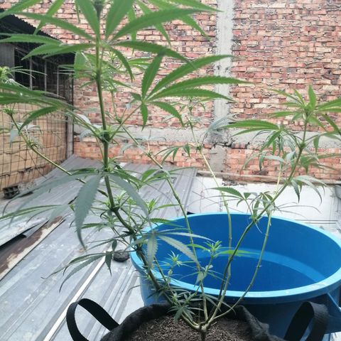 Colombia Punto Rojo growlog timeline photo