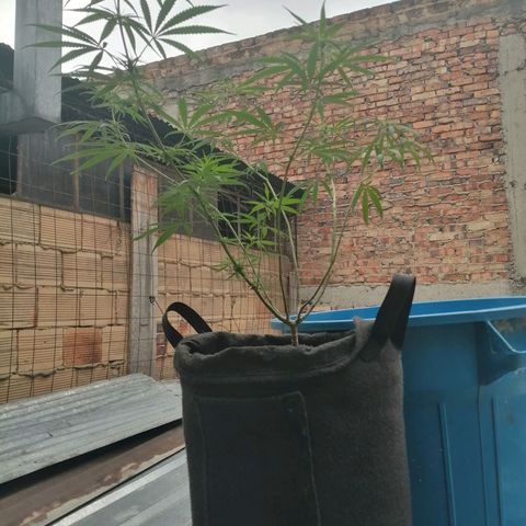 Colombia Punto Rojo growlog timeline photo