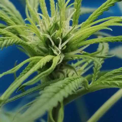 Colombia Punto Rojo growlog timeline photo