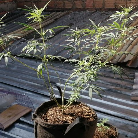 Colombia Punto Rojo growlog timeline photo