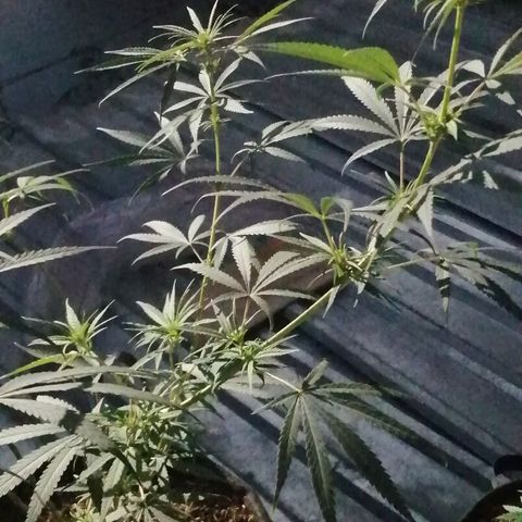 Colombia Punto Rojo growlog timeline photo