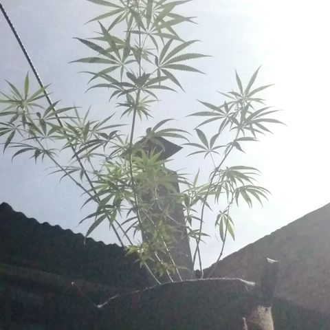 Colombia Punto Rojo growlog timeline photo