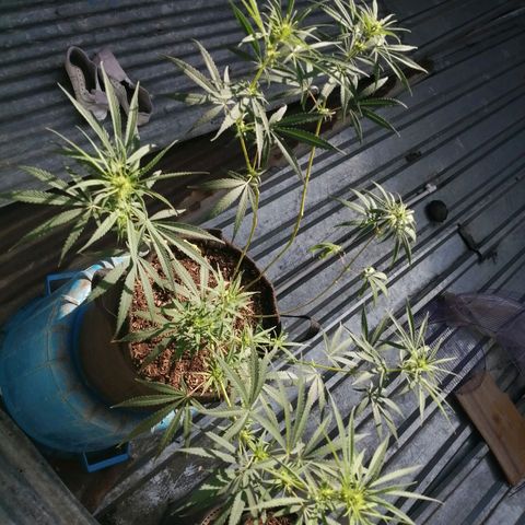 Colombia Punto Rojo growlog timeline photo