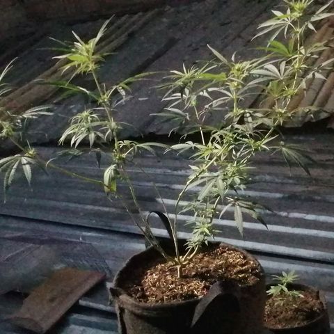 Colombia Punto Rojo growlog timeline photo