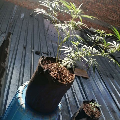 Colombia Punto Rojo growlog timeline photo