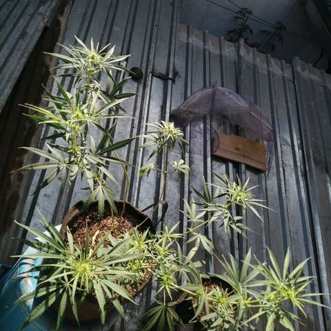 Colombia Punto Rojo growlog timeline photo