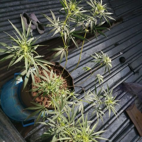 Colombia Punto Rojo growlog timeline photo