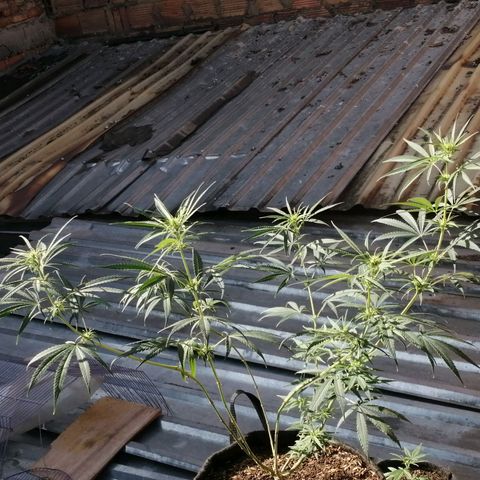 Colombia Punto Rojo growlog timeline photo