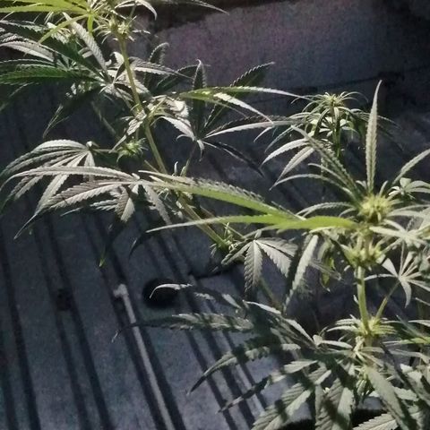 Colombia Punto Rojo growlog timeline photo