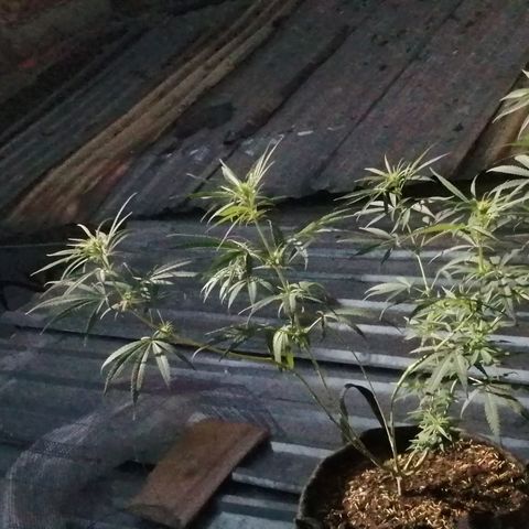 Colombia Punto Rojo growlog timeline photo