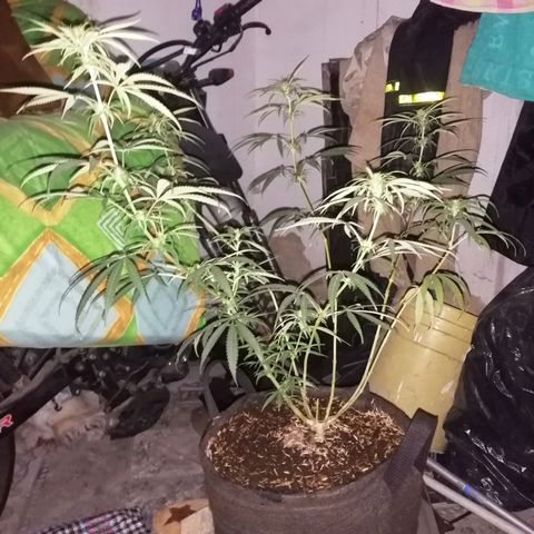 Colombia Punto Rojo growlog timeline photo