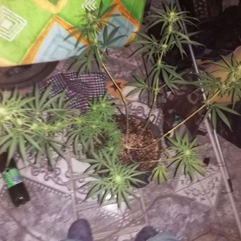 Colombia Punto Rojo growlog timeline photo