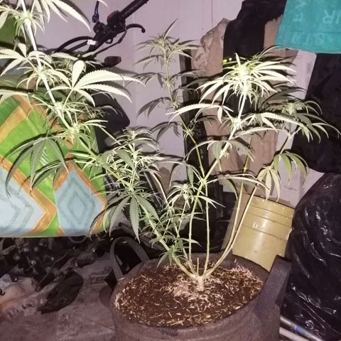 Colombia Punto Rojo growlog timeline photo