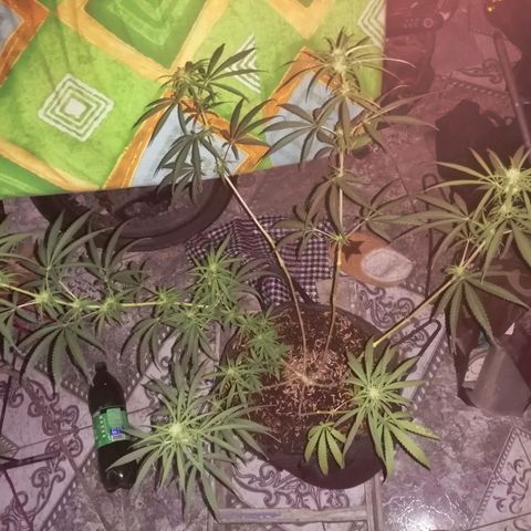 Colombia Punto Rojo growlog timeline photo
