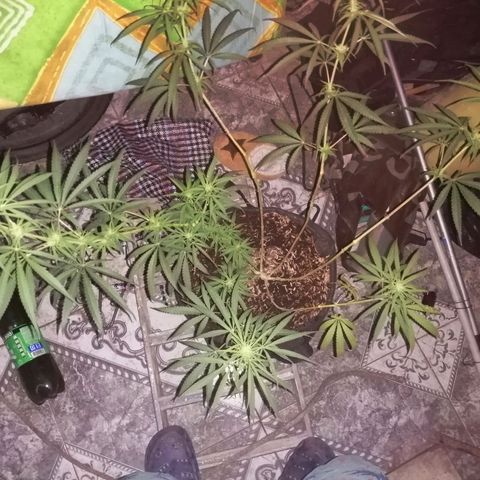 Colombia Punto Rojo growlog timeline photo