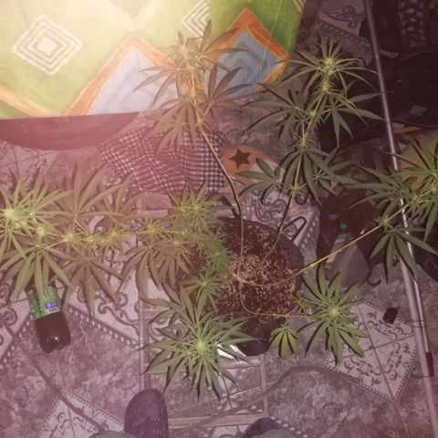 Colombia Punto Rojo growlog timeline photo