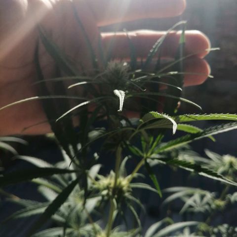 Colombia Punto Rojo growlog timeline photo