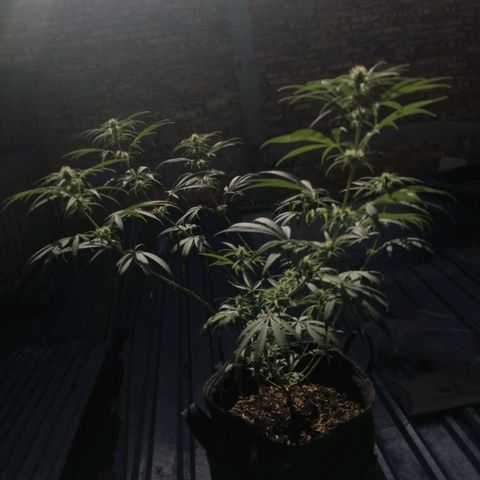Colombia Punto Rojo growlog timeline photo