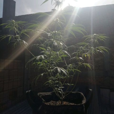 Colombia Punto Rojo growlog timeline photo