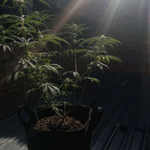 Colombia Punto Rojo growlog timeline photo