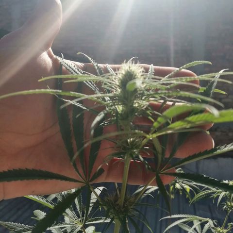 Colombia Punto Rojo growlog timeline photo