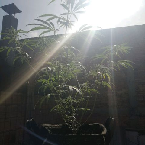 Colombia Punto Rojo growlog timeline photo