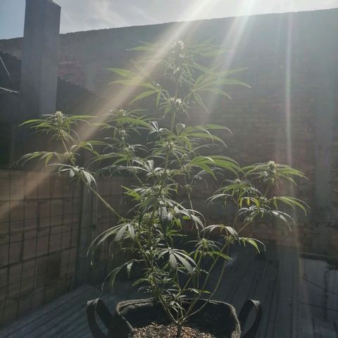 Colombia Punto Rojo growlog timeline photo