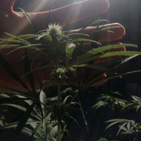 Colombia Punto Rojo growlog timeline photo