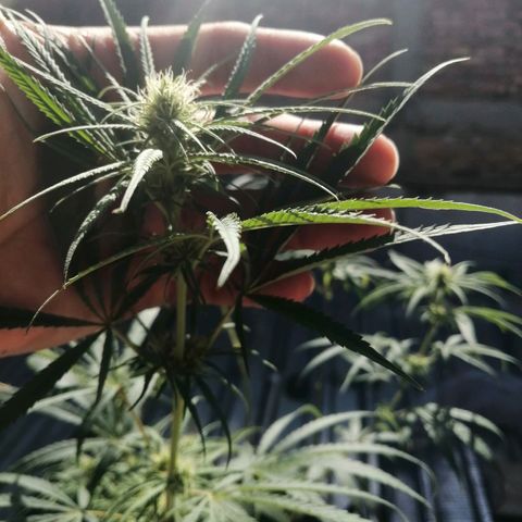 Colombia Punto Rojo growlog timeline photo