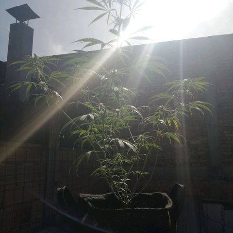 Colombia Punto Rojo growlog timeline photo