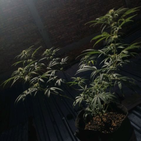 Colombia Punto Rojo growlog timeline photo