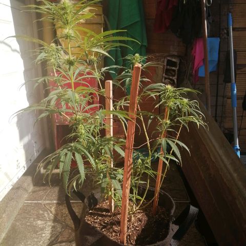 Colombia Punto Rojo growlog timeline photo